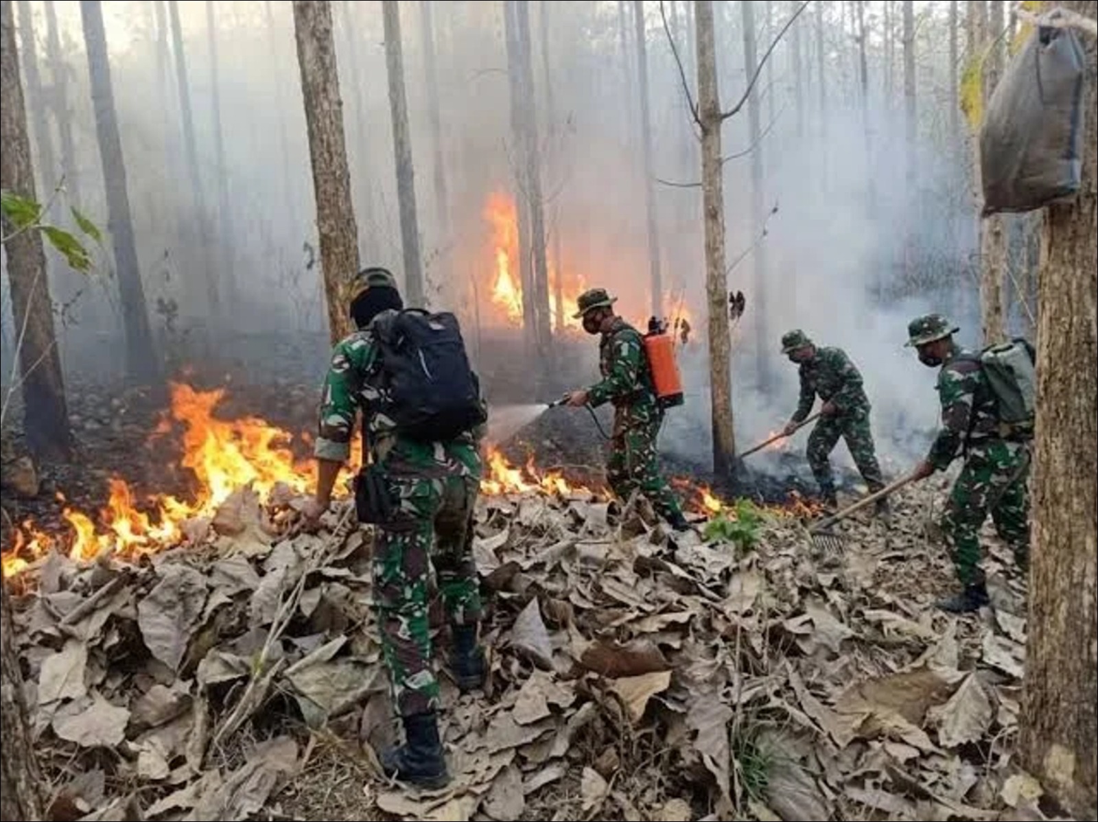 Pemerintah Intensifkan Penanganan Karhutla, Perlindungan Masyarakat Terus Diperkuat - Infolitik